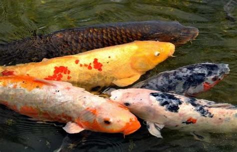 鯉魚養幾隻